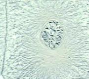 Biologický test reprodukcie mitózy meiózy