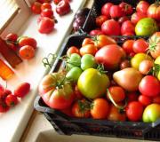 Jak karmić pomidory, aby szybciej stały się czerwone i pulchne: zalecenia