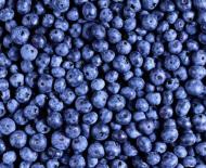 Cara membekukan blueberry dengan benar untuk musim dingin di rumah di lemari es Membekukan blueberry untuk musim dingin di rumah