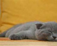 회색 고양이를 꿈꾸는 이유 : 삶의 여러 영역에서 문제가 당신을 기다리고 있습니다. 회색 고양이를 꿈꾸었다면