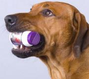 Le médicament propalin aidera à guérir l'incontinence urinaire chez le chien