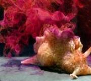 Aplysia 바다 토끼의 설명 및 특징