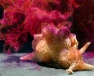 Aplysia توضیحات و ویژگی های خرگوش دریایی