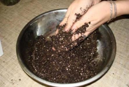 Kako gojiti ciklame iz semen doma. Merila za izbiro semen