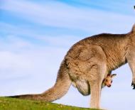 Que peut signifier un kangourou dans un rêve selon les livres de rêves ?