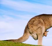 Tush kitoblariga ko'ra, kanguru tushida nimani anglatishi mumkin?