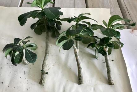 How to propagate adenium at home