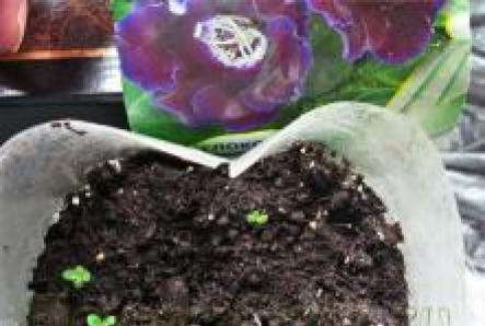 How to grow gloxinia from seeds How to sow gloxinia from seeds