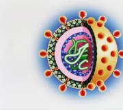 Морфология вирусов, особенности классификации Морфология и физиология вирусов микробиология