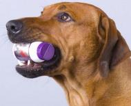 Vaistas propalinas padės išgydyti šunų šlapimo nelaikymą