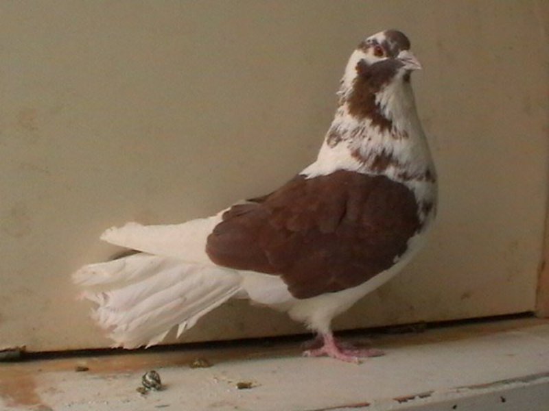 Николаевская порода голубей фото и описание